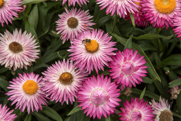 Bracteantha bracteata 'Pink' or strawflower