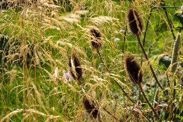 Dipsacus  or teasel after flowering