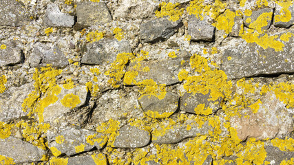 stone wall yellow lichen - obrazy, fototapety, plakaty