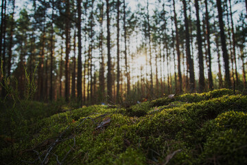 Beautiful forest landscape. Thin trunks of pine trees and moss at sunset. The beauty of northern...