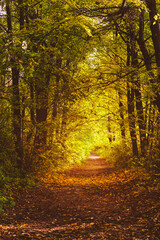 Fototapeta premium nature park with autumn foliage and trees
