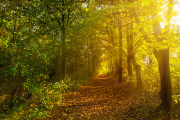 Obraz premium nature park with autumn foliage and trees