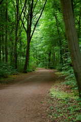 Obraz premium Path in the middle of a forest