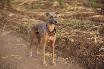 A beautiful English greyhound portrait 