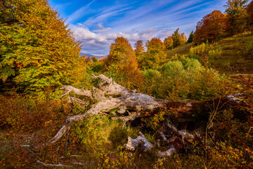 beautiful autumn scenery on a sunny October day.