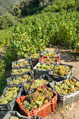 Traubenernte auf der Insel Samos, Griechenland