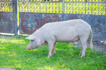 a huge pig eats weed behind a fence