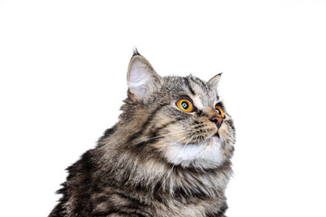 Close-up portrait of beautiful Siberian Cat posing isolated on white studio background. Animal life concept