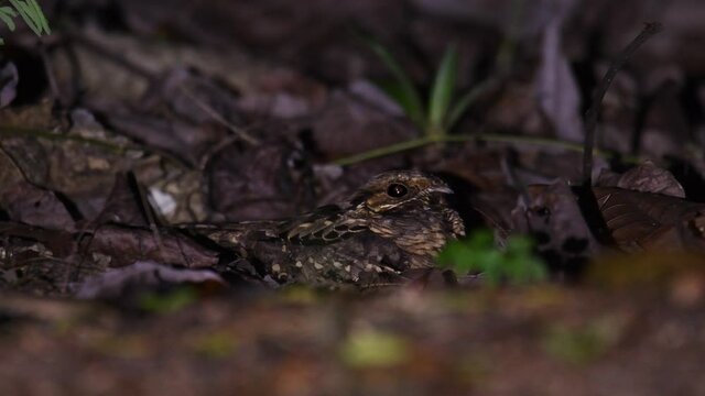 Pauraque - Nyctidromus albicollis also called common pauraque in the night, nightjar species, one of two birds in the genus Nyctidromus, breeds in the subtropical and tropical of the New World.