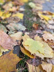 Autumn background with multicolored maple leaves on the ground