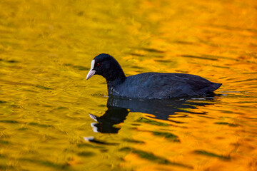 Fulica atra, on a lake reflected in golden autumn colors.