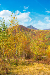 autumnal nature scenery in mountains. birch trees in colorful foliage on the meadow. primeval beech forest in fall foliage on the hill. warm sunny day with fluffy clouds on the sky
