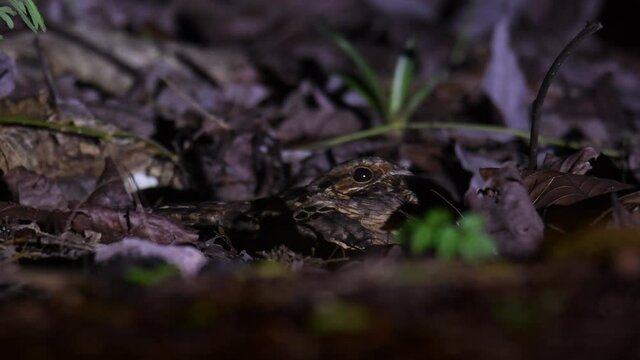 Pauraque - Nyctidromus albicollis also called common pauraque in the night, nightjar species, one of two birds in the genus Nyctidromus, breeds in the subtropical and tropical of the New World.