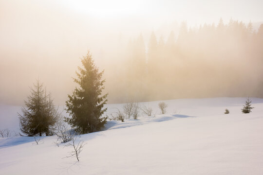 tree on the snow covered hill. winter scene with mist glowing morning light. coniferous forest in the distance