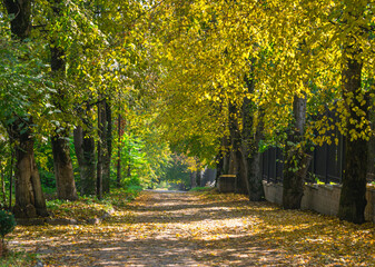 Fototapeta na wymiar Trees with yellowed leaves in autumn on a clear day. Autumn with bright colors. Dry fallen leaves. The road with yellow leaves.
