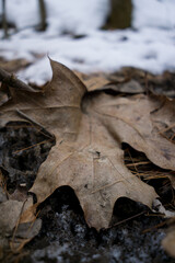 Leaf in winter