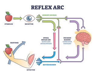 Reflex ARC sensory neuron pathway from stimulus to response outline diagram. Labeled educational body neurology principle explanation with spinal involuntary and conscious thought vector illustration. - obrazy, fototapety, plakaty