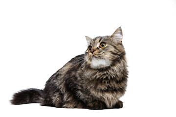 Portrait of beautiful graceful Siberian cat sitting on floor isolated on white studio background. Animal life concept