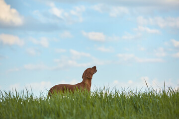 The Hungarian dog breed is on a walk in the summer in nature. The dog plays with its master.