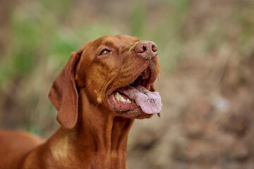 The Hungarian dog breed is on a walk in the summer in nature. The dog plays with its master.