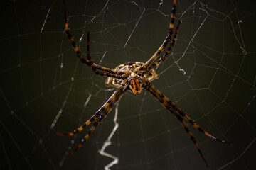 Spider 