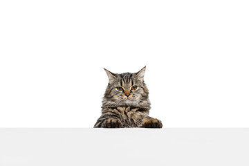 Half-length portrait of beautiful Siberian Cat posing isolated on white studio background. Animal life concept