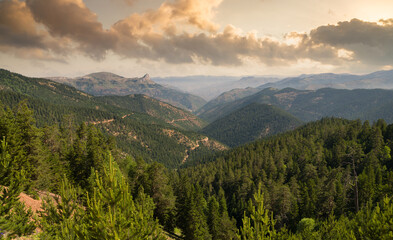 Pine forests and mountains. Panoramic of pine forests in the summer afternoon. 