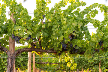 Row of Vineyard Grape Vineslate summer, blurred background, selective focus, filter