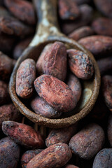 Cocoa beans on a background top view close up