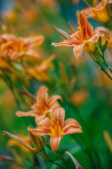 Fototapeta na wymiar Beautiful orange lily flowers on a green blurred back