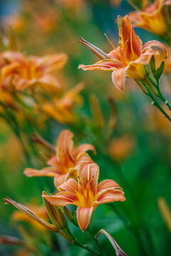 Beautiful orange lily flowers on a green blurred back