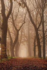 Forêt brumeuse © Iwona
