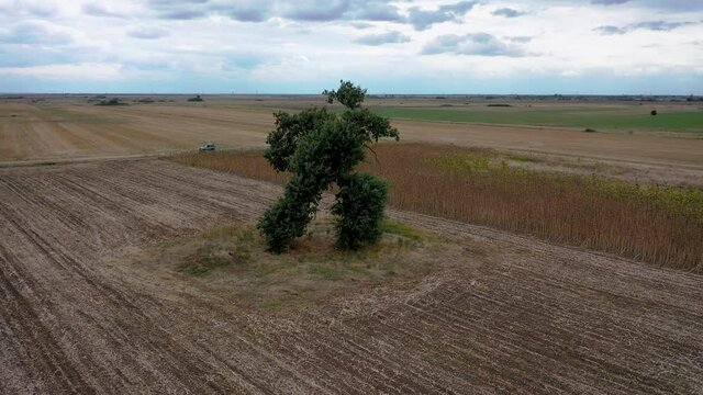 Unusual shaped tree called Running Tree, Stara Zagora county, Bulgaria, 4k video
