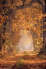 Aleja drzew jesienią - obrazy, fototapety, plakaty