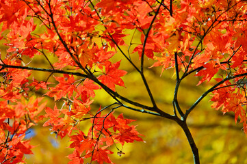 Beautiful autumn leaves