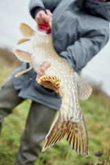 High Fens landscape in Fall. Forest in Autumn.