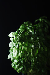 A bunch of basil in low key