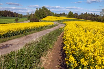 Obraz premium rapeseed, canola or colza, in latin brassica napus