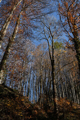 Leaves have flown off, bare branches of trees stand alone in forest. Autumn golden November forest on warm sunny day. Blue sky and branches of trees rush high up.