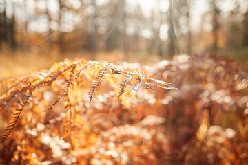 Fototapeta premium High Fens landscape in Fall. Forest in Autumn.