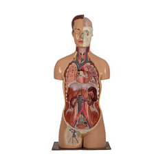 plastic model of human body anatomy on white background 