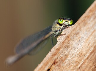 Dragonfly with green eyes on brown background