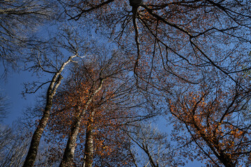 Leaves have flown off, bare branches of trees stand alone in forest. Autumn golden November forest on warm sunny day. Blue sky and branches of trees rush high up.