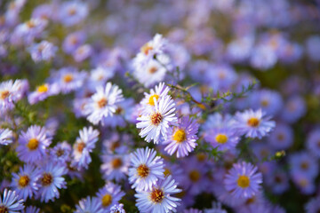 Fototapeta premium Purple Alpine Aster Blooming in the Summer Garden Decorative Garden Plant with Purple Flowers Wild Flowers Aster in Sunlight in a Meadow Glade Wallpaper Background Macro Field of Flowers