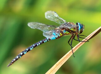 Dragonfly blue and green colored on grass