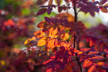 Naklejka na ściany i meble Bright colorful leaves on bushes in autumn, selective focus