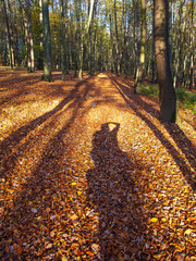 Autumn forest, deciduous beech trees woodland, Chriby