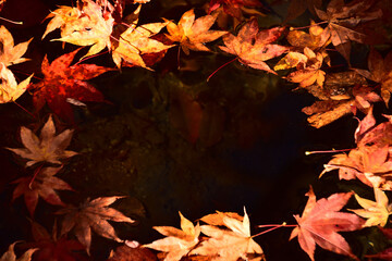 水に漂う落ち葉の造形