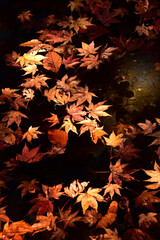 秋の暮れに漂う落ち葉に差し込む光