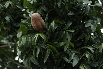 Brown mahogany fruit and green leaf background.Swietenia macrophylla.Honduran mahogany, Honduras...